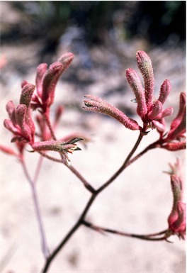 APII jpeg image of Anigozanthos 'Pink Joey'  © contact APII