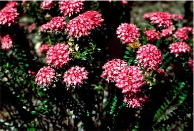 APII jpeg image of Pimelea ferruginea 'Magenta Mist'  © contact APII