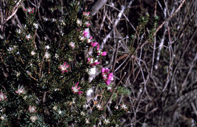 APII jpeg image of Pultenaea subalpina  © contact APII