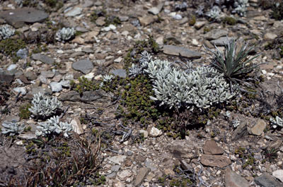 APII jpeg image of Veronica densifolia  © contact APII