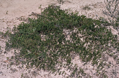 APII jpeg image of Grevillea prostrata  © contact APII