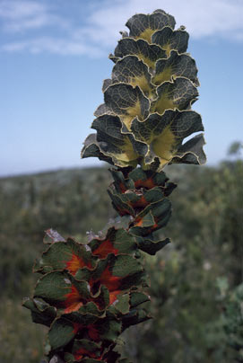 APII jpeg image of Hakea victoria  © contact APII