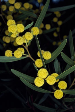 APII jpeg image of Acacia beckleri  © contact APII