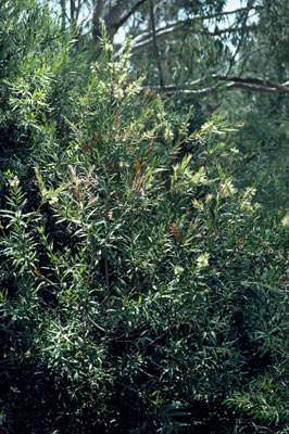 APII jpeg image of Callistemon formosus  © contact APII