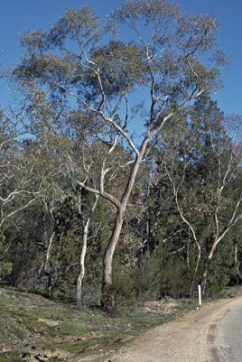 APII jpeg image of Eucalyptus blakelyi  © contact APII