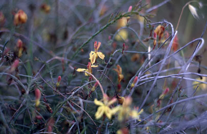 APII jpeg image of Lechenaultia linarioides  © contact APII