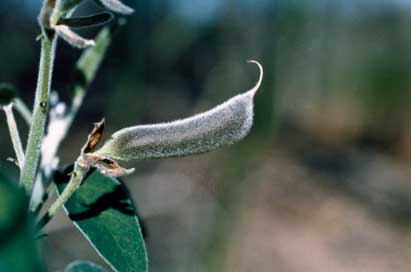 APII jpeg image of Isotropis foliosa  © contact APII