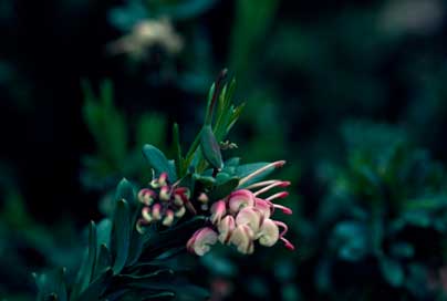 APII jpeg image of Grevillea iaspicula  © contact APII