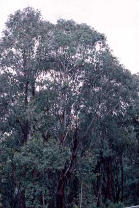 APII jpeg image of Eucalyptus chapmaniana  © contact APII