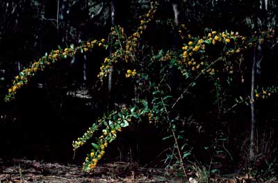 APII jpeg image of Daviesia elliptica  © contact APII