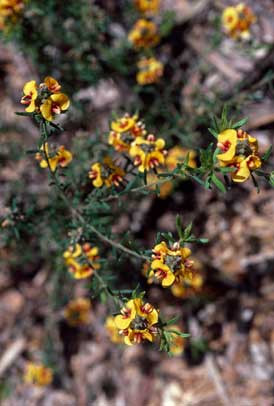 APII jpeg image of Pultenaea brachytropis  © contact APII