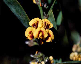 APII jpeg image of Daviesia laevis  © contact APII