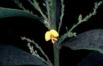 APII jpeg image of Daviesia laxiflora  © contact APII