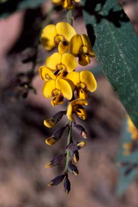 APII jpeg image of Daviesia laxiflora  © contact APII