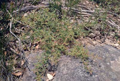 APII jpeg image of Grevillea microstegia  © contact APII