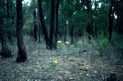 APII jpeg image of Ozothamnus obcordatus  © contact APII