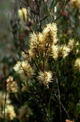 APII jpeg image of Callistemon pityoides  © contact APII