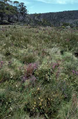 APII jpeg image of Callistemon pityoides  © contact APII