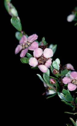 APII jpeg image of Leptospermum namadgiensis  © contact APII