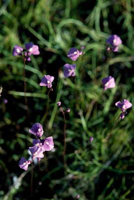 APII jpeg image of Utricularia dichotoma  © contact APII