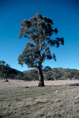 APII jpeg image of Eucalyptus melliodora  © contact APII