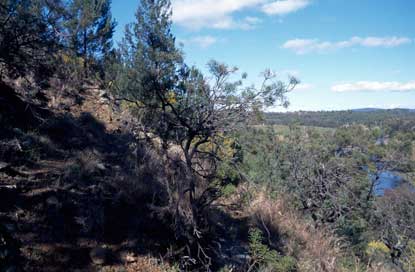 APII jpeg image of Hakea pulvinifera  © contact APII