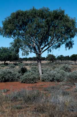 APII jpeg image of Flindersia maculosa  © contact APII