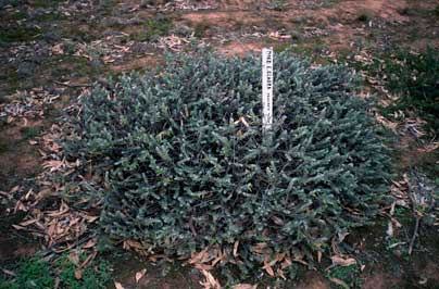 APII jpeg image of Eremophila glabra  © contact APII