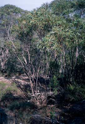 APII jpeg image of Eucalyptus stricta  © contact APII