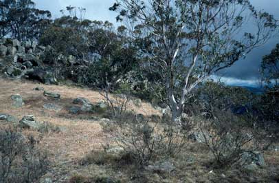 APII jpeg image of Leucochrysum alpinum  © contact APII