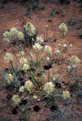 APII jpeg image of Ptilotus macrocephalus  © contact APII