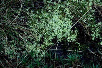 APII jpeg image of Stackhousia pulvinaris  © contact APII