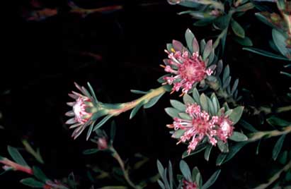 APII jpeg image of Isopogon buxifolius var. obovatus  © contact APII