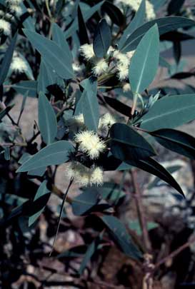 APII jpeg image of Eucalyptus extrica  © contact APII