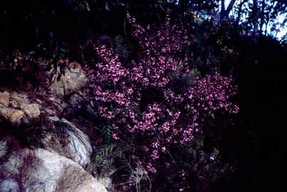 APII jpeg image of Boronia ledifolia  © contact APII