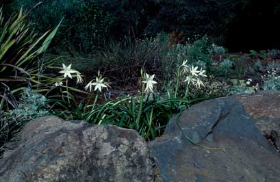 APII jpeg image of Crinum flaccidum  © contact APII