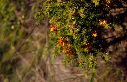 APII jpeg image of Pultenaea campbellii  © contact APII