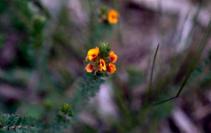 APII jpeg image of Pultenaea humilis  © contact APII