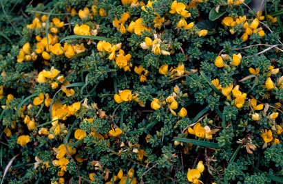 APII jpeg image of Pultenaea maritima  © contact APII