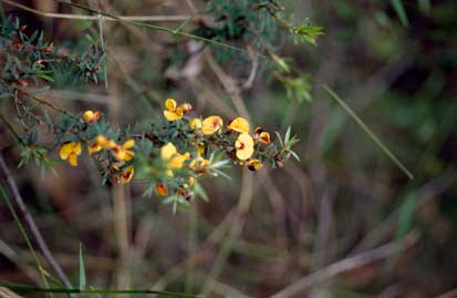 APII jpeg image of Pultenaea muelleri  © contact APII