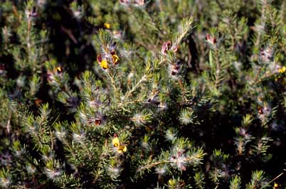 APII jpeg image of Pultenaea penna  © contact APII