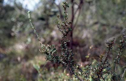 APII jpeg image of Pultenaea stricta  © contact APII