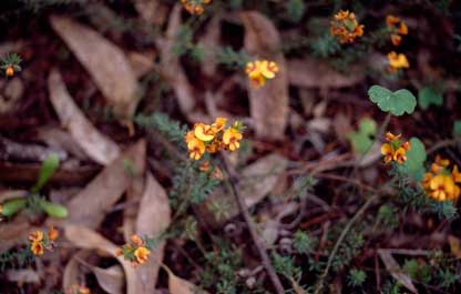 APII jpeg image of Pultenaea subspicata  © contact APII