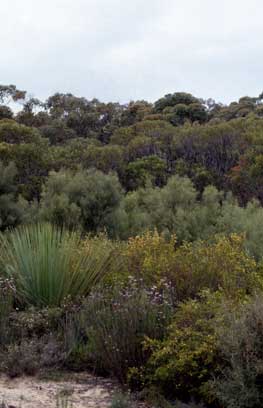 APII jpeg image of Pultenaea trifida,<br/>Pultenaea viscidula  © contact APII