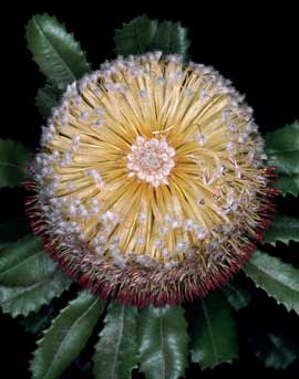 APII jpeg image of Banksia ornata  © contact APII