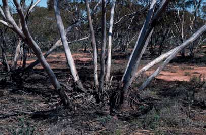 APII jpeg image of Eucalyptus gracilis  © contact APII