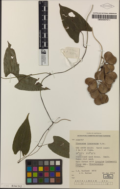 APII jpeg image of Dioscorea transversa  © contact APII