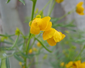 APII jpeg image of Senna aciphylla  © contact APII