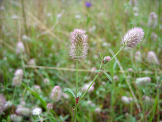 APII jpeg image of Trifolium arvense  © contact APII