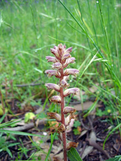 APII jpeg image of Orobanche minor  © contact APII